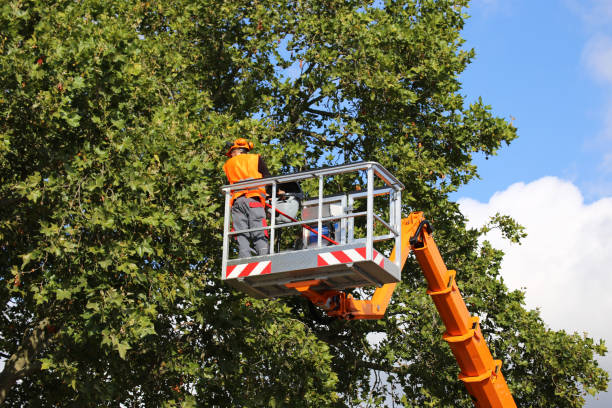  St Elmo, IL Tree Removal and Landscaping Services Pros